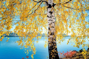 Осеннее дерево береза