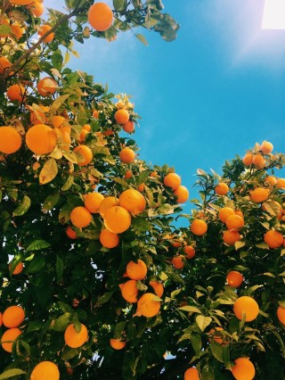 Оранжевые деревья