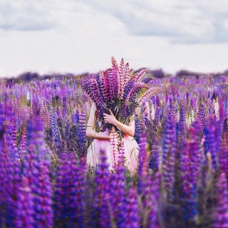 Длинный фиолетовый цветок