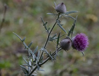 Ковтунец растение колючка