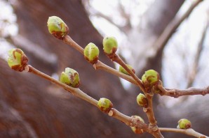 Распустившиеся почки на деревьях