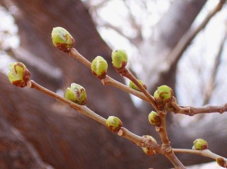 Распустившиеся почки на деревьях