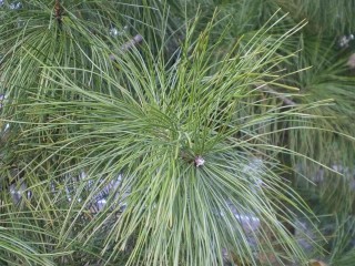 Сосна с длинными иглами