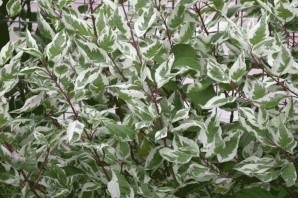 Куст с бело зелеными листиками