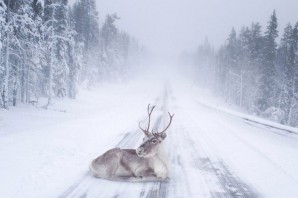 Финский лес зимой