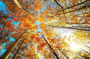 Осенний лес снизу вверх