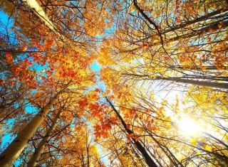 Осенний лес снизу вверх