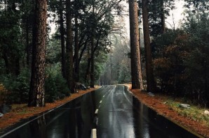 Дождливая дорога в лесу