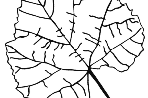 Листья осины шаблоны для вырезания