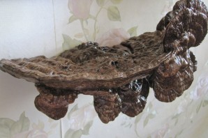 Поделки из древесного гриба