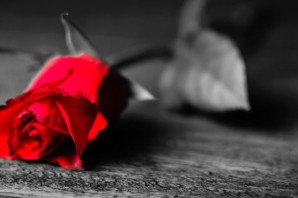 Красная роза на черно белом фоне