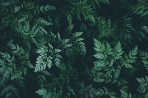 Фон темно зеленые листья