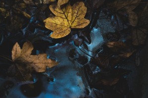 Листья в темной луже фон