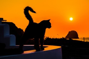 Кот на фоне заката
