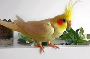 Поделка домашний питомец попугай