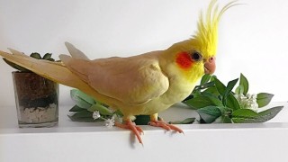 Поделка домашний питомец попугай