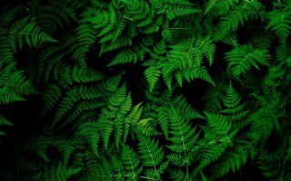 Зеленый фон для компьютера