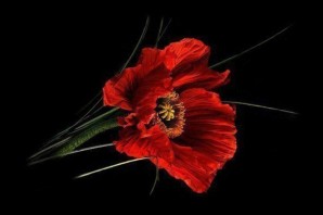 Красный мак на черном фоне