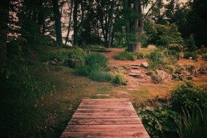 Фон лесная тропа