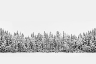 Лес на белом фоне