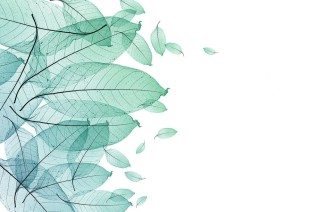 Листва на белом фоне