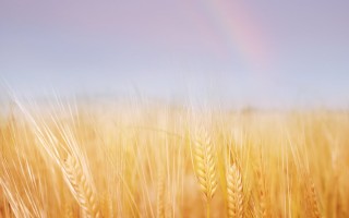 Пшеничное поле фон