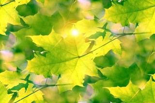 Лист клена на зеленом фоне