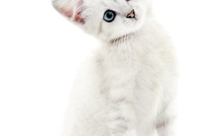 Кошечка на белом фоне