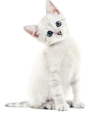 Кошечка на белом фоне