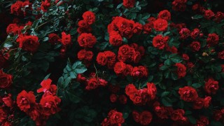 Цветы черно красный фон