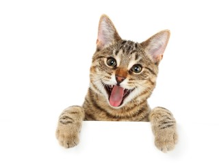 Смешные котики на белом фоне