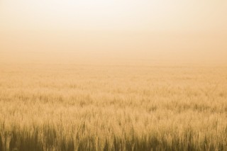 Фон степь для презентации