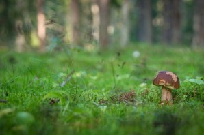 Грибы на фоне леса