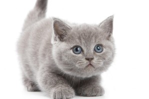 Котенок на белом фоне