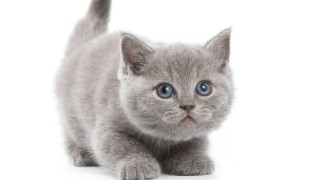 Котенок на белом фоне