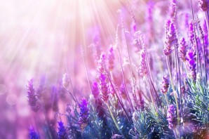 Фон природа с фиолетовыми цветами сверху