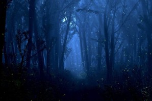 Красивый фон лес ночь