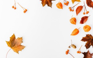 Осенний лист на белом фоне