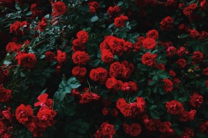 Фон на телефон красные цветы
