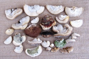 Поделка из трутовика гриба