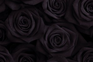 Черные розы обои на рабочий стол