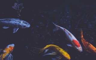 Обои на рабочий стол карпы кои