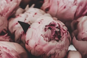 Обои на телефон пионы эстетика