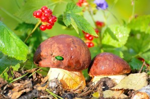 Обои на телефон грибы в лесу