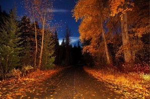 Осенние ночные обои в лесу