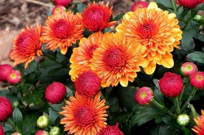 Обои на рабочий стол осенние цветы