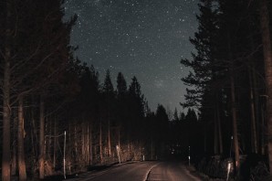 Обои лес ночью