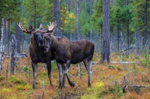 Животные уральских лесов поделки