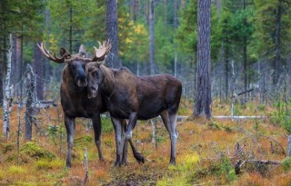 Животные уральских лесов поделки