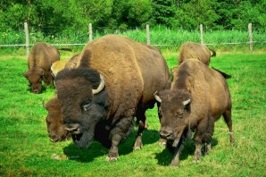 Поделка семейство зубров